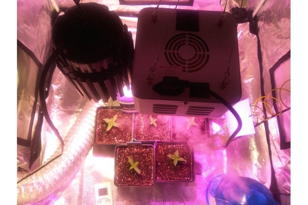 Critical (Zamnesia Seeds) feminisiert Critical (Zamnesia Seeds) feminisiert