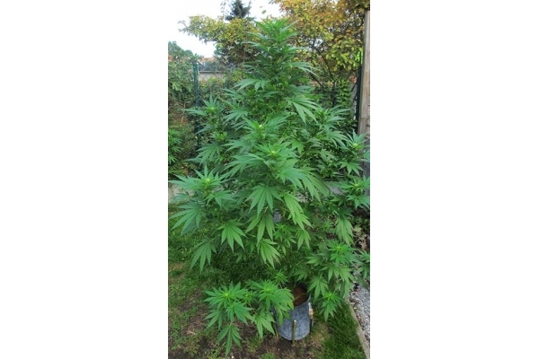 Critical (Zamnesia Seeds) feminisiert Critical (Zamnesia Seeds) feminisiert