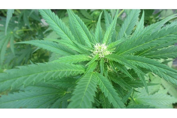 Critical (Zamnesia Seeds) feminisiert Critical (Zamnesia Seeds) feminisiert