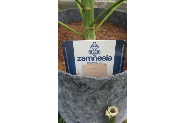 Critical (Zamnesia Seeds) feminisiert Critical (Zamnesia Seeds) feminisiert