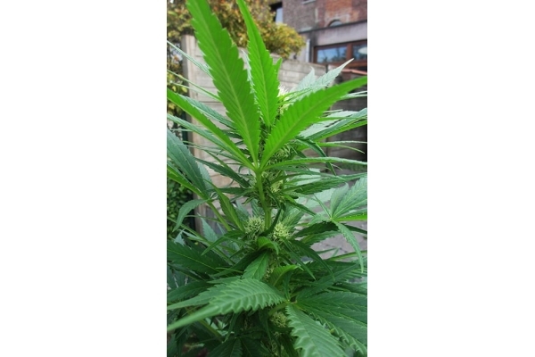 Critical (Zamnesia Seeds) feminisiert Critical (Zamnesia Seeds) feminisiert