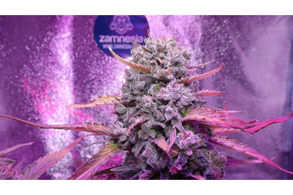 OG Kush (Zamnesia Seeds) feminisiert OG Kush (Zamnesia Seeds) feminisiert