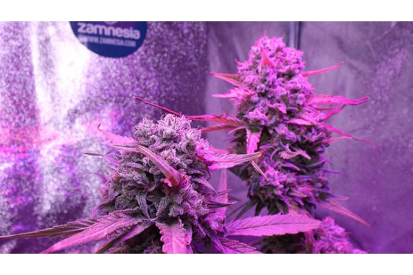 OG Kush (Zamnesia Seeds) feminisiert OG Kush (Zamnesia Seeds) feminisiert