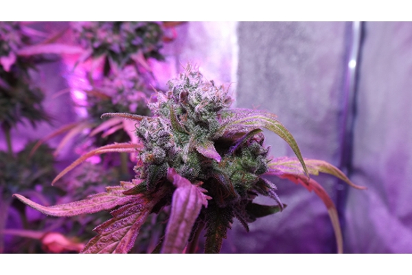 OG Kush (Zamnesia Seeds) feminisiert OG Kush (Zamnesia Seeds) feminisiert