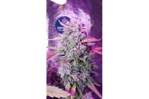OG Kush (Zamnesia Seeds) feminisiert OG Kush (Zamnesia Seeds) feminisiert