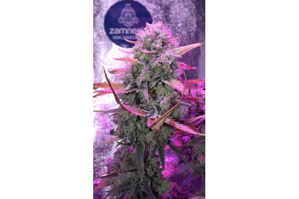 OG Kush (Zamnesia Seeds) feminisiert OG Kush (Zamnesia Seeds) feminisiert