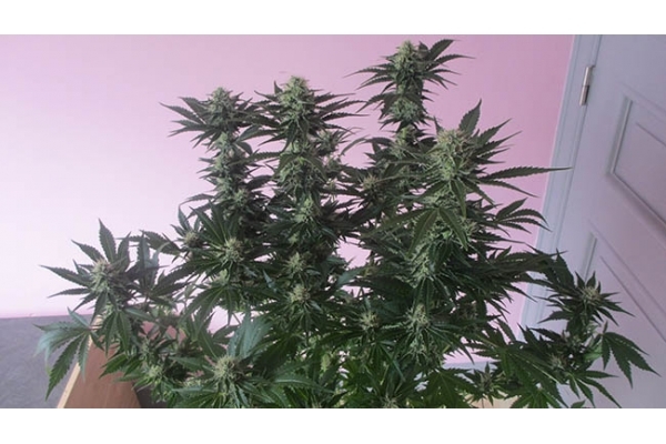 White Widow (Zamnesia Seeds) feminisiert White Widow (Zamnesia Seeds) feminisiert