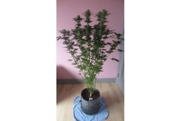 White Widow (Zamnesia Seeds) feminisiert White Widow (Zamnesia Seeds) feminisiert