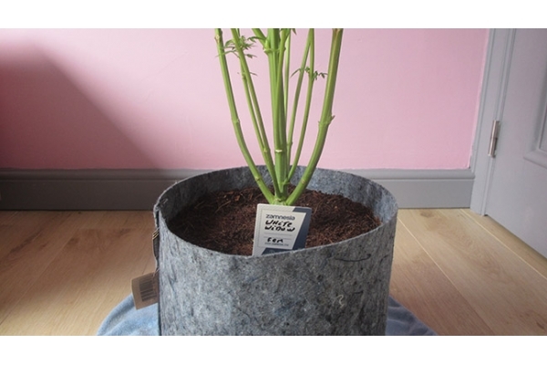 White Widow (Zamnesia Seeds) feminisiert White Widow (Zamnesia Seeds) feminisiert