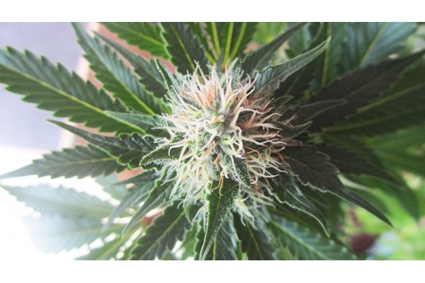 White Widow (Zamnesia Seeds) feminisiert White Widow (Zamnesia Seeds) feminisiert