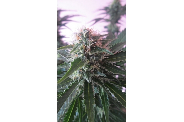 White Widow (Zamnesia Seeds) feminisiert White Widow (Zamnesia Seeds) feminisiert