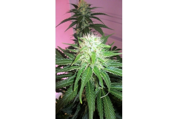 White Widow (Zamnesia Seeds) feminisiert White Widow (Zamnesia Seeds) feminisiert