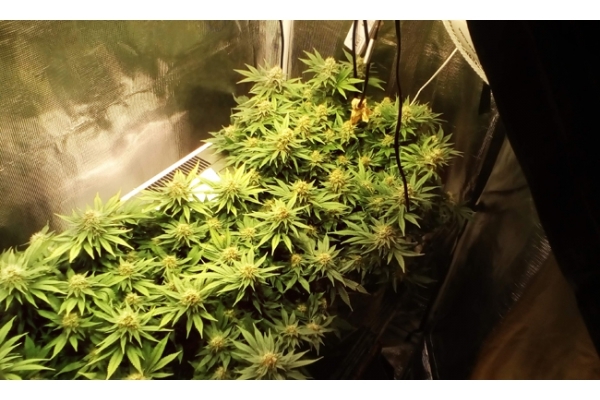 White Widow (Zamnesia Seeds) feminisiert White Widow (Zamnesia Seeds) feminisiert
