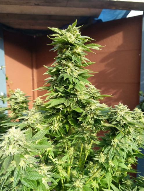 White Widow (Zamnesia Seeds) feminisiert White Widow (Zamnesia Seeds) feminisiert