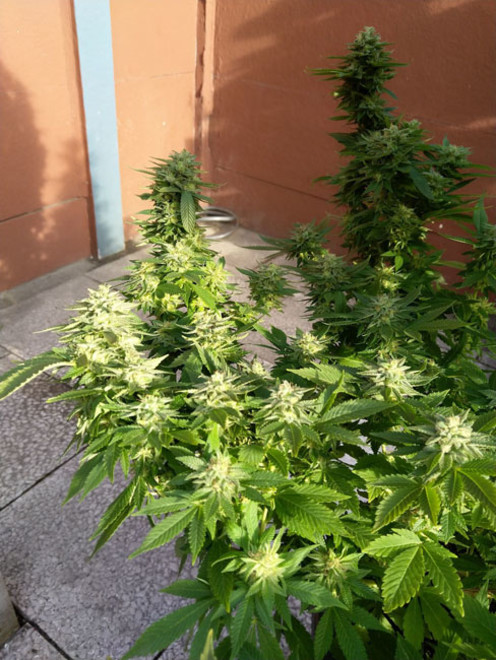 White Widow (Zamnesia Seeds) feminisiert White Widow (Zamnesia Seeds) feminisiert