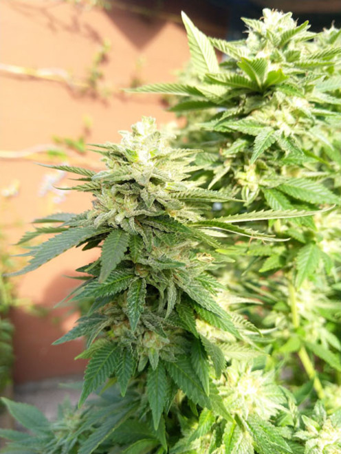 White Widow (Zamnesia Seeds) feminisiert White Widow (Zamnesia Seeds) feminisiert
