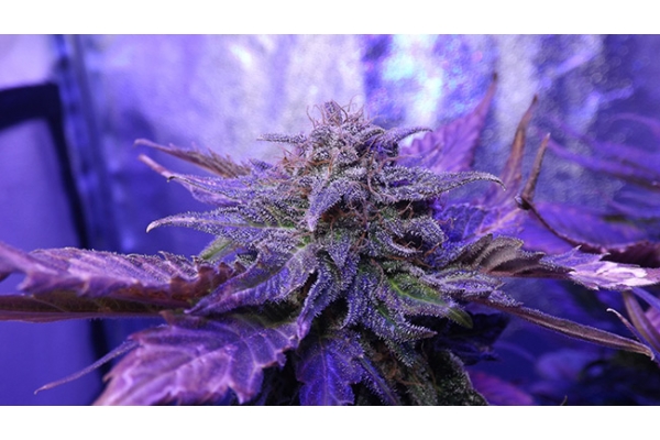 Cheese (Zamnesia Seeds) feminisiert Cheese (Zamnesia Seeds) feminisiert