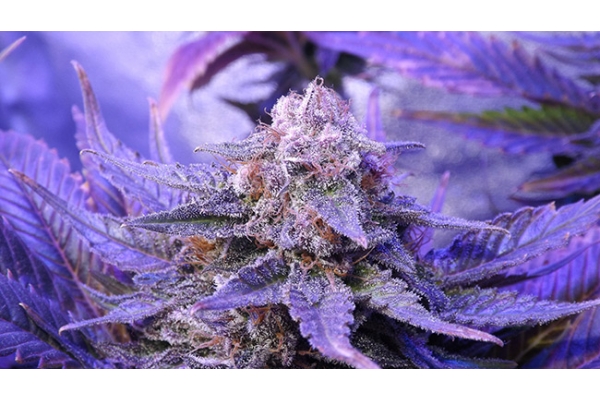 Cheese (Zamnesia Seeds) feminisiert Cheese (Zamnesia Seeds) feminisiert