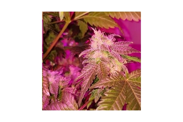 Monster Bud Kush (Zamnesia Seeds) feminisiert Monster Bud Kush (Zamnesia Seeds) feminisiert