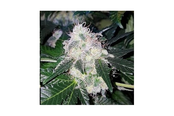 Monster Bud Kush (Zamnesia Seeds) feminisiert Monster Bud Kush (Zamnesia Seeds) feminisiert