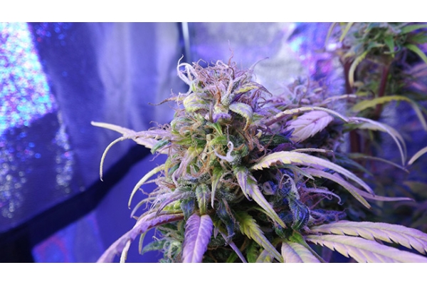 Monster Bud Kush (Zamnesia Seeds) feminisiert Monster Bud Kush (Zamnesia Seeds) feminisiert