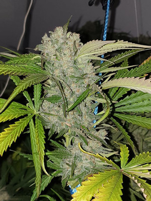 Monster Bud Kush (Zamnesia Seeds) feminisiert Monster Bud Kush (Zamnesia Seeds) feminisiert