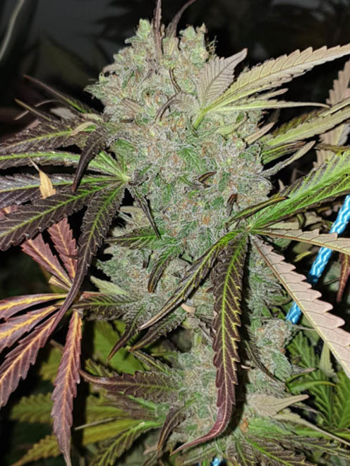 Monster Bud Kush (Zamnesia Seeds) feminisiert Monster Bud Kush (Zamnesia Seeds) feminisiert