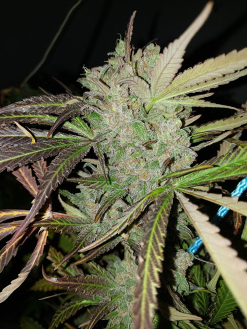 Monster Bud Kush (Zamnesia Seeds) feminisiert Monster Bud Kush (Zamnesia Seeds) feminisiert