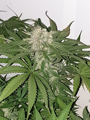 Quick Caramel XL (Zamnesia Seeds) feminisiert Quick Caramel XL (Zamnesia Seeds) feminisiert