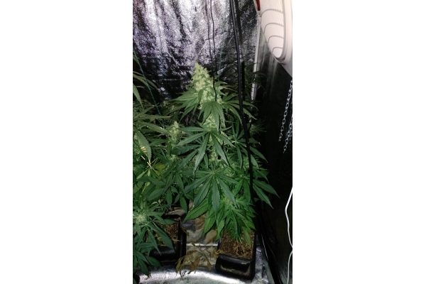 Sour Diesel (Zamnesia Seeds) feminisiert Sour Diesel (Zamnesia Seeds) feminisiert