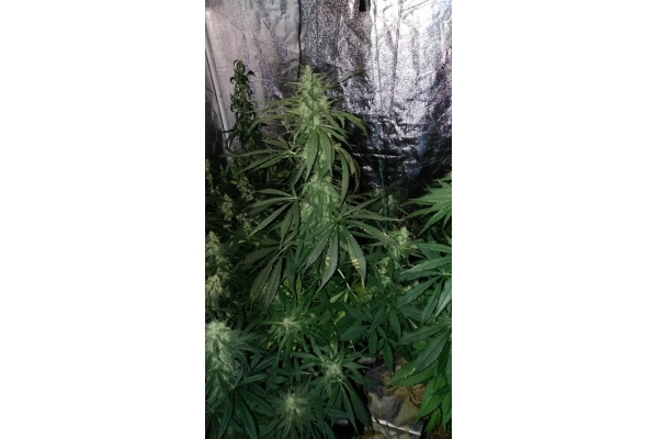 Sour Diesel (Zamnesia Seeds) feminisiert Sour Diesel (Zamnesia Seeds) feminisiert