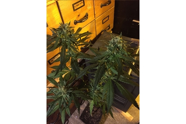 Sour Diesel (Zamnesia Seeds) feminisiert Sour Diesel (Zamnesia Seeds) feminisiert