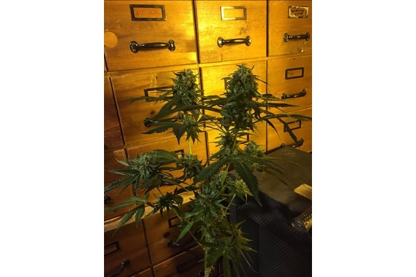 Sour Diesel (Zamnesia Seeds) feminisiert Sour Diesel (Zamnesia Seeds) feminisiert
