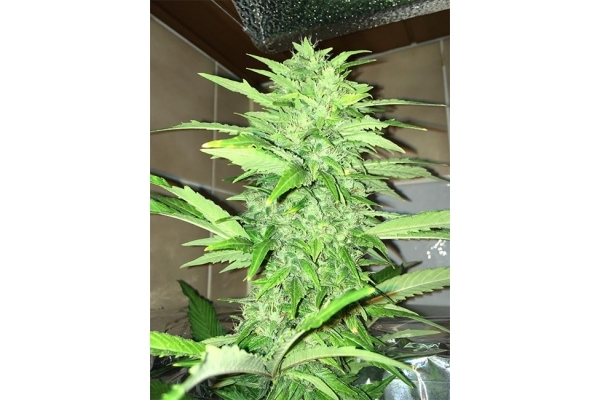 Sour Diesel (Zamnesia Seeds) feminisiert Sour Diesel (Zamnesia Seeds) feminisiert