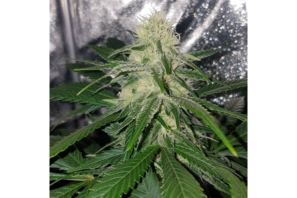 Choco Haze (Zamnesia Seeds) feminisiert