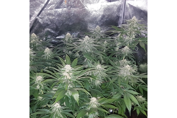 Choco Haze (Zamnesia Seeds) feminisiert