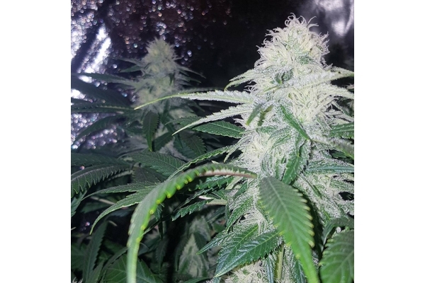 Choco Haze (Zamnesia Seeds) feminisiert