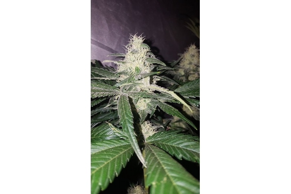 Choco Haze (Zamnesia Seeds) feminisiert