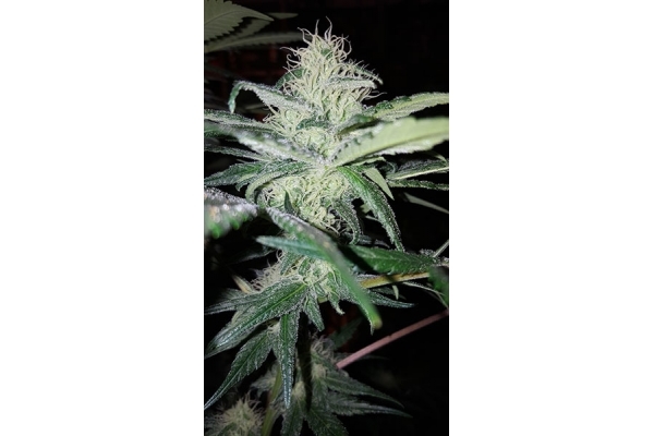 Choco Haze (Zamnesia Seeds) feminisiert