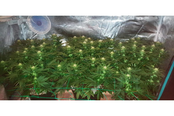 Choco Haze (Zamnesia Seeds) feminisiert