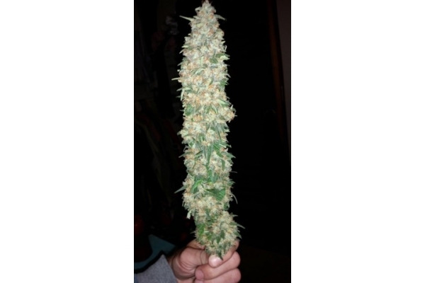 Classic Skunk (Zamnesia Seeds) feminisiert