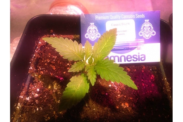 Classic Skunk (Zamnesia Seeds) feminisiert