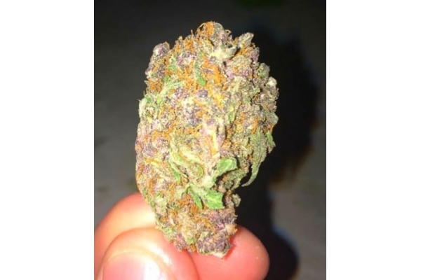 Blueberry Automatic (Zamnesia Seeds) feminisiert Blueberry Automatic (Zamnesia Seeds) feminisiert