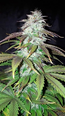 Blueberry Automatic (Zamnesia Seeds) feminisiert Blueberry Automatic (Zamnesia Seeds) feminisiert