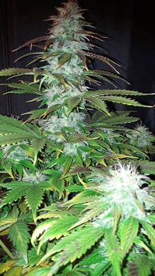 Blueberry Automatic (Zamnesia Seeds) feminisiert Blueberry Automatic (Zamnesia Seeds) feminisiert