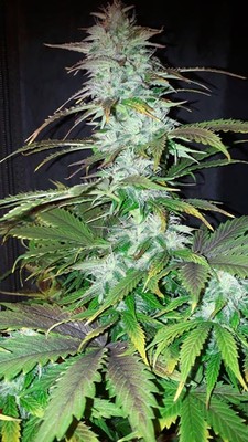 Blueberry Automatic (Zamnesia Seeds) feminisiert Blueberry Automatic (Zamnesia Seeds) feminisiert
