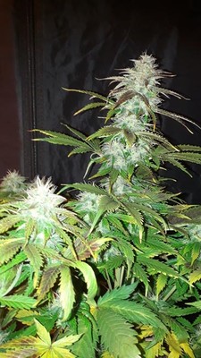 Blueberry Automatic (Zamnesia Seeds) feminisiert Blueberry Automatic (Zamnesia Seeds) feminisiert