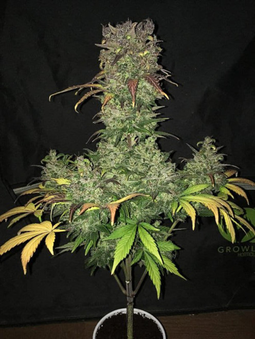 Blueberry Automatic (Zamnesia Seeds) feminisiert Blueberry Automatic (Zamnesia Seeds) feminisiert