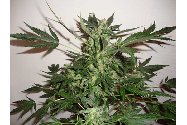 Critical Automatic (Zamnesia Seeds) feminisiert Critical Automatic (Zamnesia Seeds) feminisiert