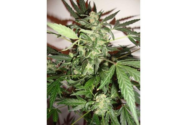 Critical Automatic (Zamnesia Seeds) feminisiert Critical Automatic (Zamnesia Seeds) feminisiert